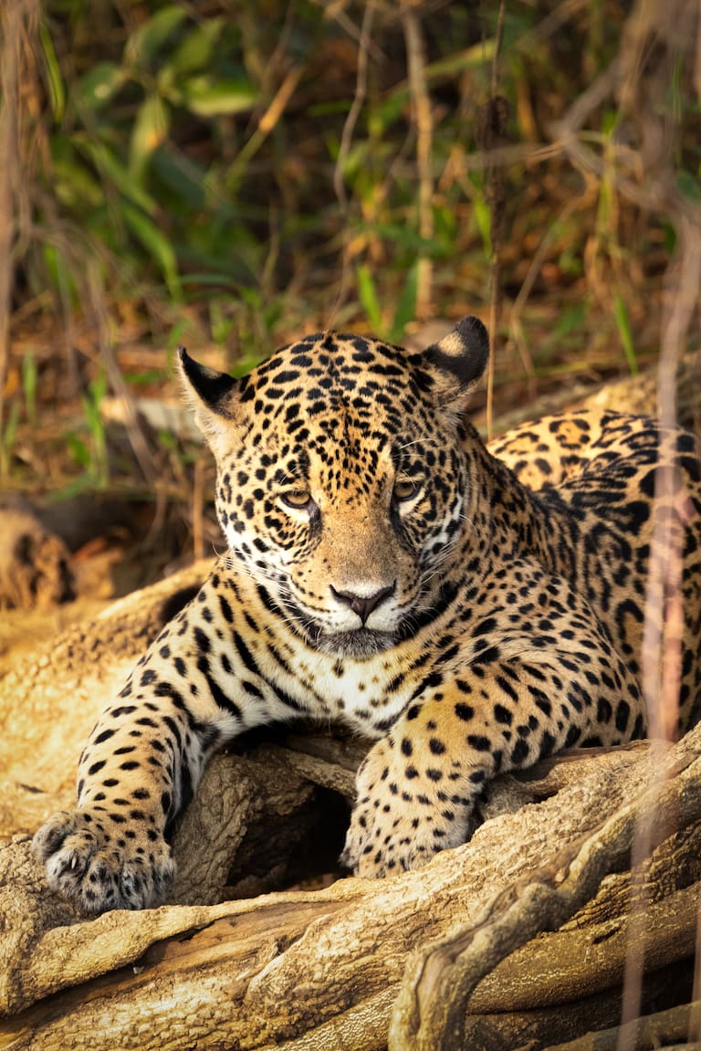 Saseka descansa sobre un árbol; la garza cucharona es un ave que pesca de noche