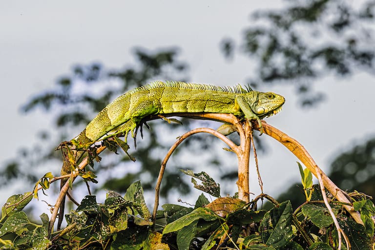 Santa Rosa Pantanal Hotel es un lugar ideal para hacer base y salir a recorrer el humedal; una iguana verde se deja ver entre enredaderas