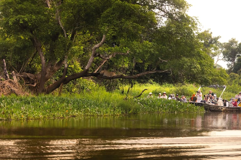 Los avistajes se hacen siempre a más de 25 metros de los yaguaretés