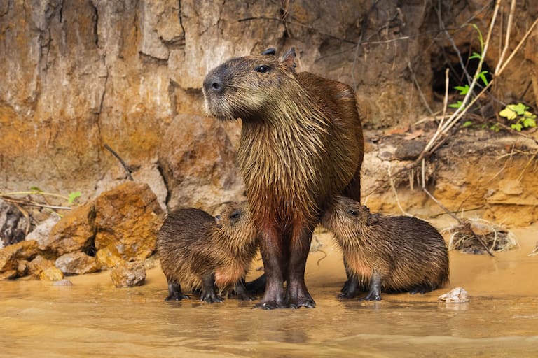 El instante en que una anhinga levanta vuelo; una hembra de carpincho con sus crías