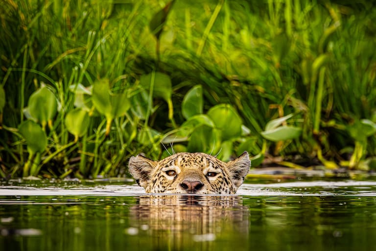 El yaguareté nada y pesca con muchísima habilidad