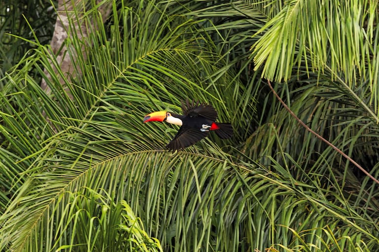 Un yacaré negro observa a su alrededor sobre un tronco; la calma de los arroyos del Pantanal también forma parte del paseo; un tucán toma vuelo