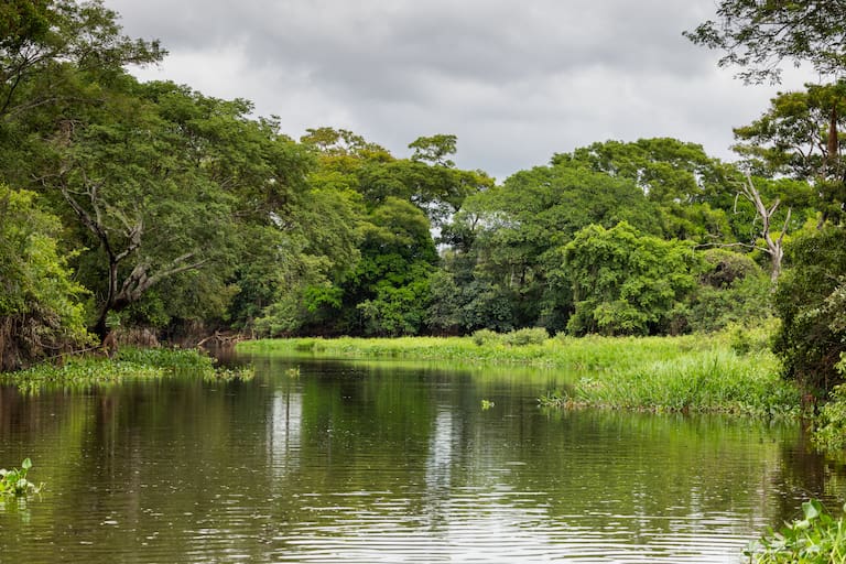 Un yacaré negro observa a su alrededor sobre un tronco; la calma de los arroyos del Pantanal también forma parte del paseo; un tucán toma vuelo