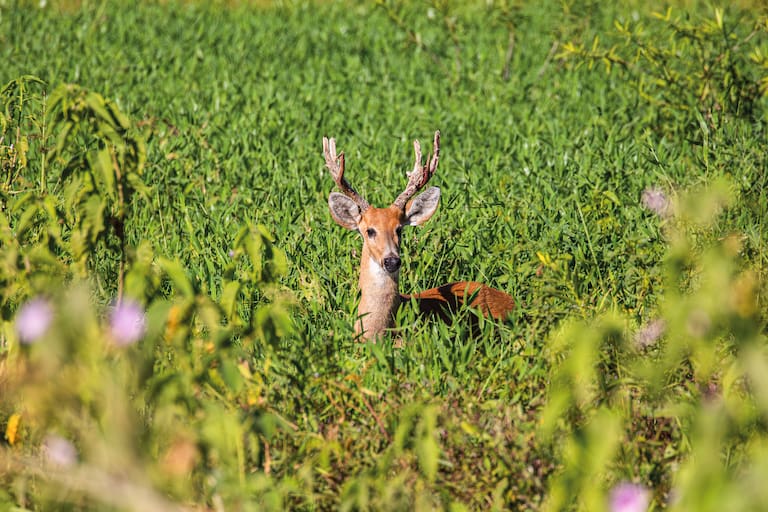 El yaguareté es el depredador tope del Pantanal; un ciervo de los pantanos en la Transpantaneira