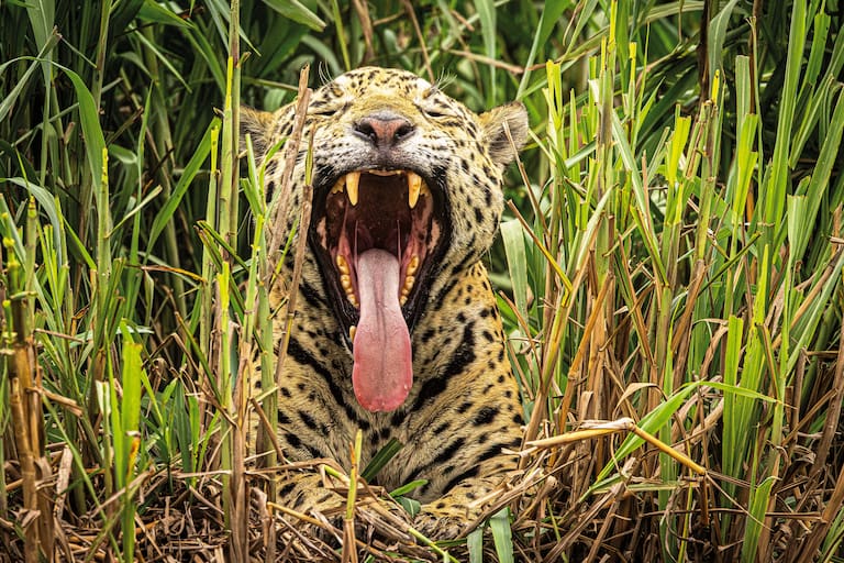 Del bostezo de Oriel a un martín pescador enano, las escenas fascinantes se replican en todo momento; el grupo completo antes de encarar la Transpantaneira; un mono carayá en las alturas