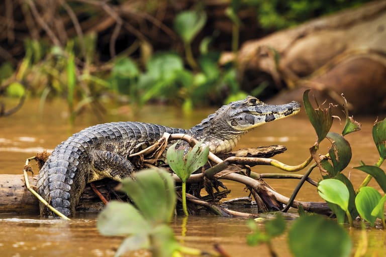 Un yacaré negro observa a su alrededor sobre un tronco; la calma de los arroyos del Pantanal también forma parte del paseo; un tucán toma vuelo