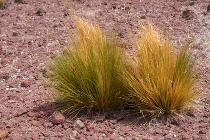 Pappostipa humilis (coirón llama). Su hábitat son la zonas áridas. Es una hierba perenne, cespitosa, que alcanza los 40 cm de altura. Posee panojas de color blanco y florece a fines de la primavera, comienzos del verano.