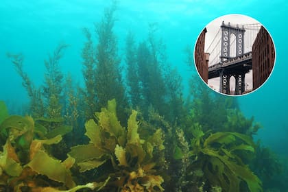 Para 2100, el Golfo de Maine podría superar los 20 °C en verano, lo que hará inviables los actuales cultivos de algas sin adaptación genética