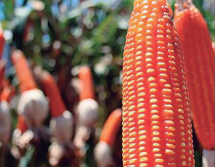 Para ACA, el maíz Flint “tratándose de una especialidad con manejo agronómico y logístico diferenciado, se despega de las situaciones de cosecha del maíz tradicional y el productor lo elige por las posibilidades comerciales derivadas de un producto con valor agregado, con un plus de precio en relación con el maíz común”