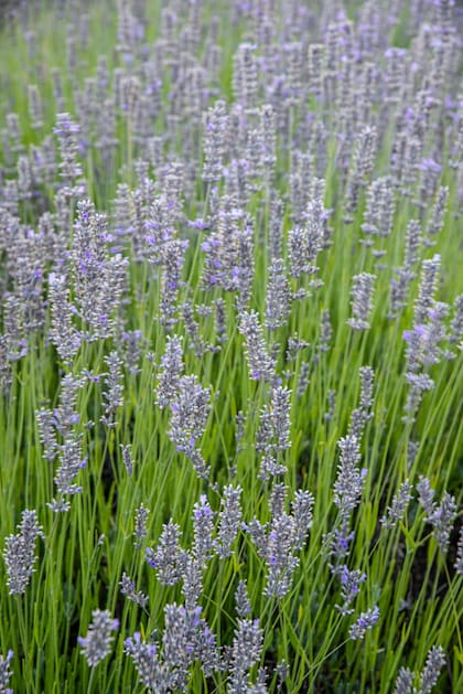 Para activar la floración de la lavanda, es importante podarla de manera aduada