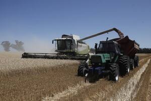 Agricultura estimó más exportaciones de cereales y una cosecha récord de trigo