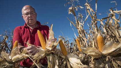 Para Alberto Marchionni, el pisingallo requiere cuidados y una ingeniería de comercio muy distinta al maíz común