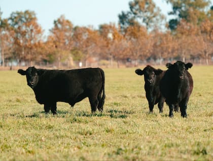 Para Alejandro Duhau, presidente de Azul Natural Beef, "la excelencia ganadera argentina brilla con luz propia"