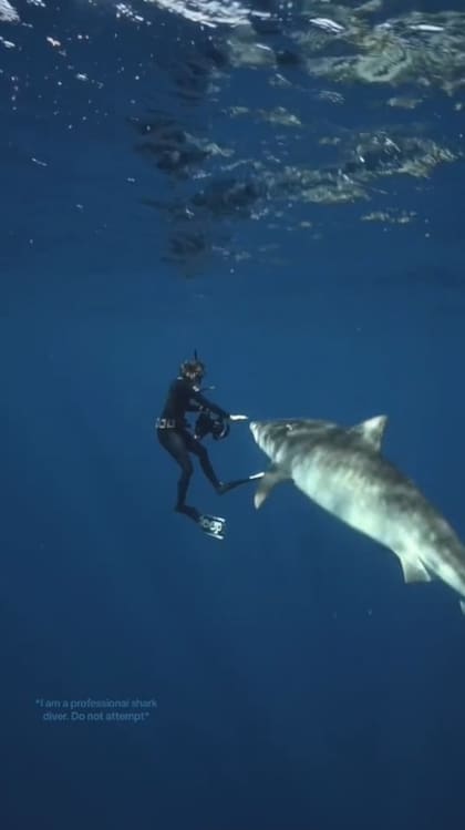 Para alejar un tiburón, se recomienda tocarlo suave sobre su cabeza y cambiar la dirección de este
