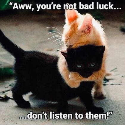 Para algunas personas, los gatos negros son considerados de mala suerte