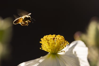 Para algunos de los imperios más antiguos del mundo el polen de abeja era un alimento básico necesario, un especie de súper píldora o aspirina del pasado