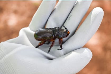 Para alimentarse, pueden volar hasta 3 kilómetros. ISC