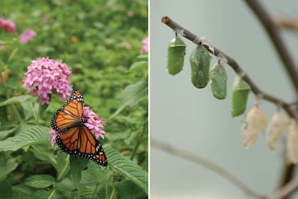 Para constituirse como hábitat, debe existir un adecuado número de plantas hospederas, donde las mariposas ponen sus huevos y las orugas comen sus hojas.