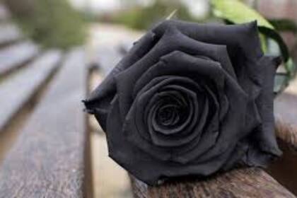 Para armar un bouquet de Halloween las rosas negras son las preferidas. Canva