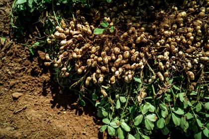 Para Bracco, así como 2024, luego de la sequía, fue un año bueno en rentabilidad, este 2025 será un año de transición