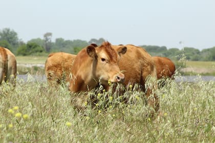 Para Brusca, hubo una revalorización de los animales en pie que fue traducida por la devaluación previa a las elecciones
