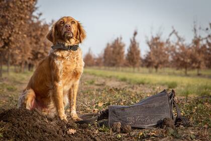 Para cazar trufas se usan perros especialmente entrenados