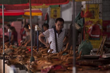 Para celeb­rar el solst­icio de veran­o, miles de perro­s son sacri­ficad­os y servi­dos en el contr­overt­ido Festi val de Carne de Perro en Yulin­, China