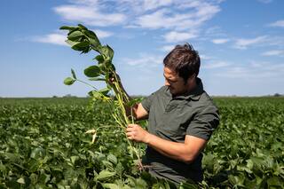 Chinches: claves para controlar una plaga variada y difícil