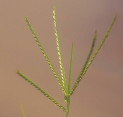 Para combatir la resistencia al herbicida hay que realizar un conjunto de diferentes estrategias que incluyen evitar el uso del mismo herbicida de forma continua, ser cuidadosos con las dosis y los tiempos de las aplicaciones, y rotar cultivos, dijeron los investigadores