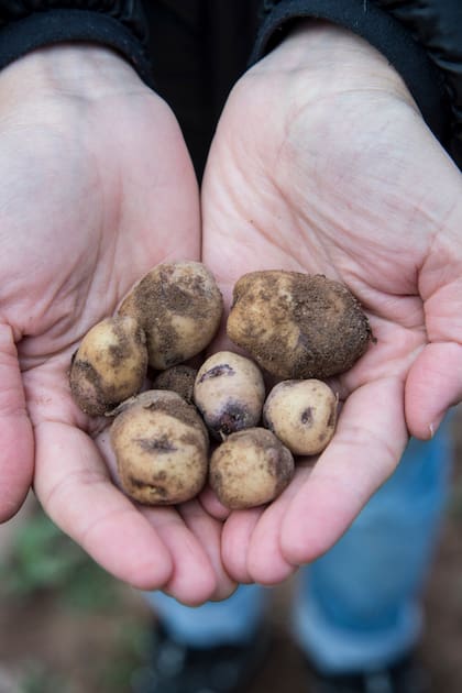 Para comenzar tu propio cultivo sólo necesitás un puñado de papas o papines