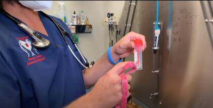 Para confirmar si una mascota tiene parásitos se realiza una análisis de materia fecal