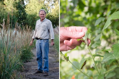 Cuando vio que en su parque había pocas mariposas, Nicolás Mulcahy decidió comenzar a investigar para fomentar su reproducción y así protegerlas.