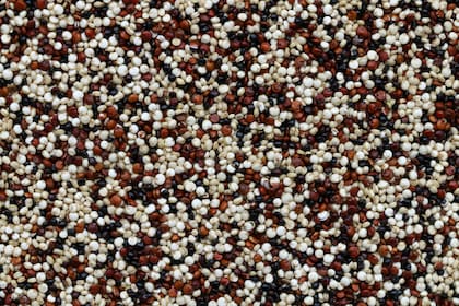 Para consumir la quinoa es necesario quitar la saponina, que puede llegar a ser tóxica si se consume en grandes cantidades