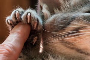 Cómo cortar las uñas de un gato: este es el mejor truco para no lastimarlos