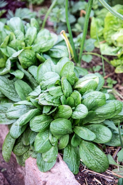 Para cosechar, elegir las hojas más grandes y externas de la planta, y cortarlas cerca del tallo.