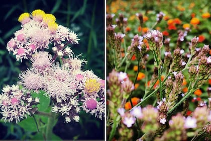Para crear el jardín de mariposas, se incorporaron unas 3000 plantas de distintas especies. Entre ellas, Urolepis hecatantha (izquierda) y Verbena litoralis (derecha). 