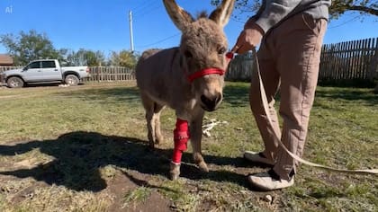 Para cubrir los gastos de la cirugía de Abrojo, el santuario lanzó una colecta.