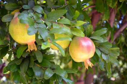 Para cultivar un árbol de granada en maceta, es mejor elegir la variedad enana.