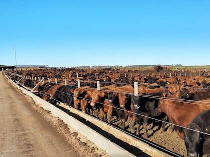 Para Eiras no hay que tener temor de implementar las medidas porque es absolutamente inviable hacer pasar un novillo por una vaca, porque la vaca tiene otra conformación