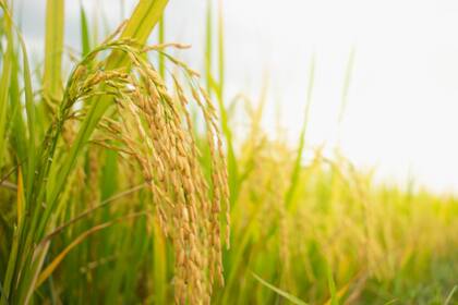 Para el arroz habrá una cuota de 60.000 toneladas