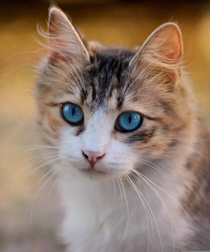 Para el bienestar del gato, se recomienda buscar un veterinario con áreas de espera separadas para ellos