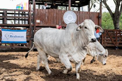 “Para el Brahman, es sin lugar a dudas un evento donde podemos convocar la mayor cantidad de animales Brahman del país”, dijo Miguel Pibernus, presidente de la Asociación de Criadores Brahman