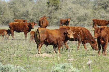 Para el experto, es necesario “ajustar la metodología de cálculo de la tasa de destete que refleja el real número de terneros generados anualmente por vientres del periodo de servicio que les dio origen”