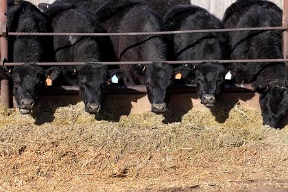 Para el feedlot será clave entender cuáles son las ventajas competitivas en los aspectos productivo, comercial y estratégico como unidad de negocio dentro de la empresa