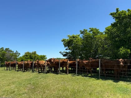 Para el Gobierno se fortalecerá la competitividad del sector ganadero