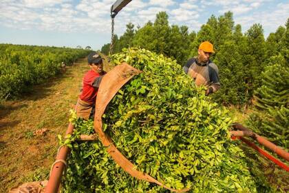 Para el gremio, la iniciativa que ya tiene media sanción significa “un retroceso en los derechos laborales de todas los trabajadores, y en particular, los pertenecientes al sector agropecuario ya que aumentará el trabajo no registrado, acentuará la precariedad laboral, y elevará el trabajo esclavo y el trabajo infantil”