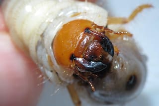 Revelan cuáles son las especies más dañinas para los cultivos de invierno