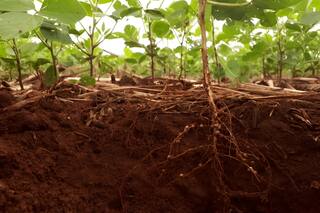 El control de malezas sin herbicidas se vuelve posible a través de las plantas que se envían señales