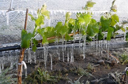 Para el manejo de las heladas se congela toda la estructura vegetal a través de la aspersión constante de agua, así se logra un efecto iglú que protege las plantas