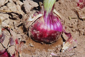 Crearon una nueva variedad de cebolla con propiedades organolépticas